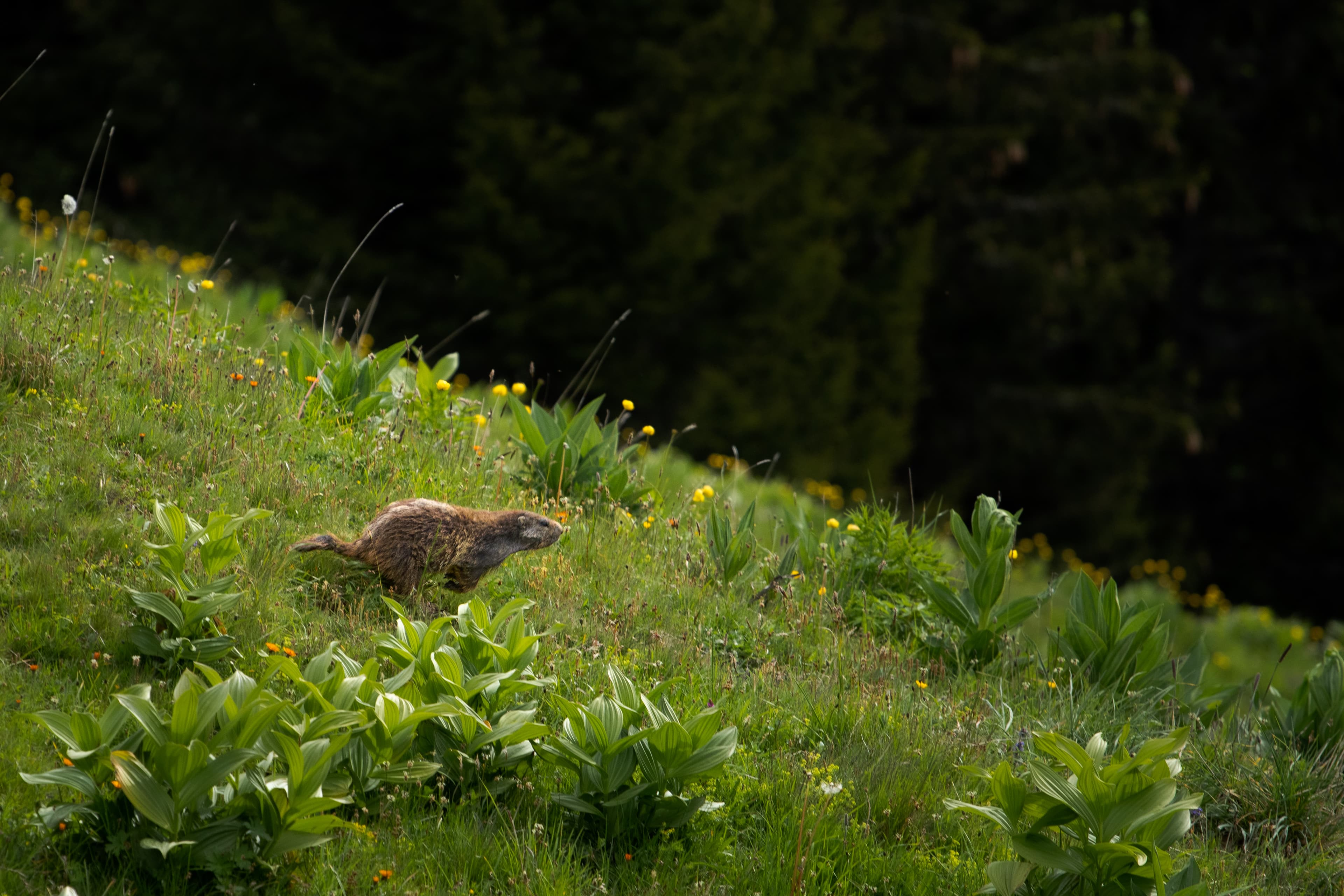 Rencontre Inattendue